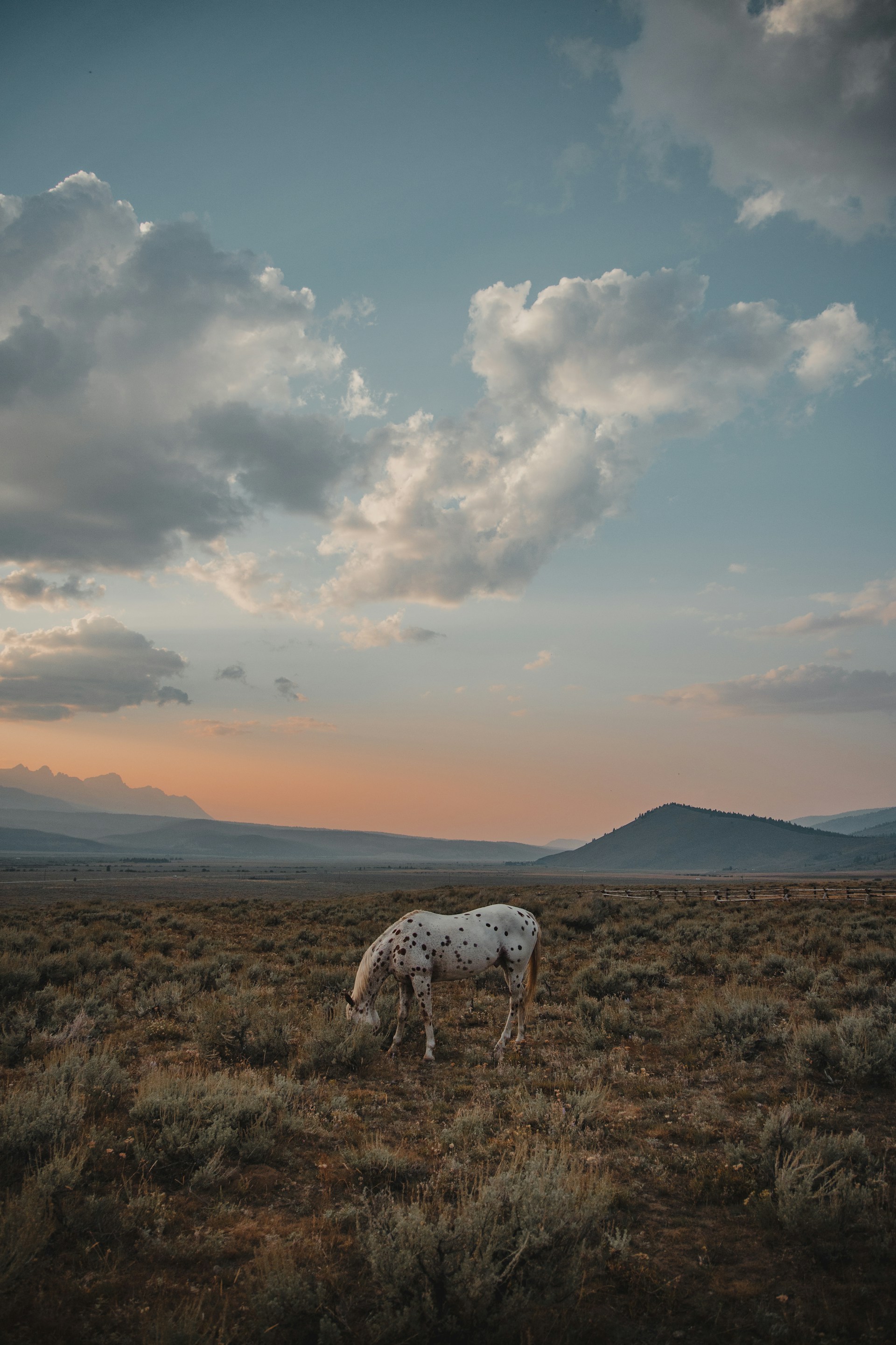 A white horse with gray dots out in an open field